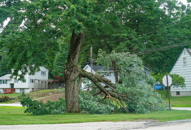 How Our Tree Care Process Works  in  Grayson, CA