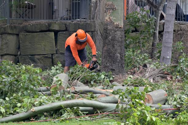 Trusted Grayson, CA Tree Care  Experts